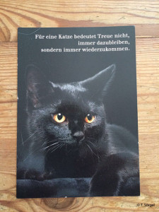 Diese Katze ist kein Haustier